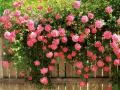 Roses overhanging through a fence