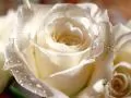 Silvery rose