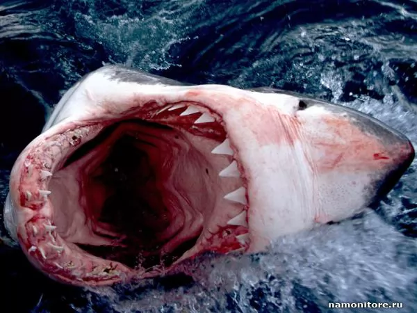 Opened mouth of a shark, Sharks