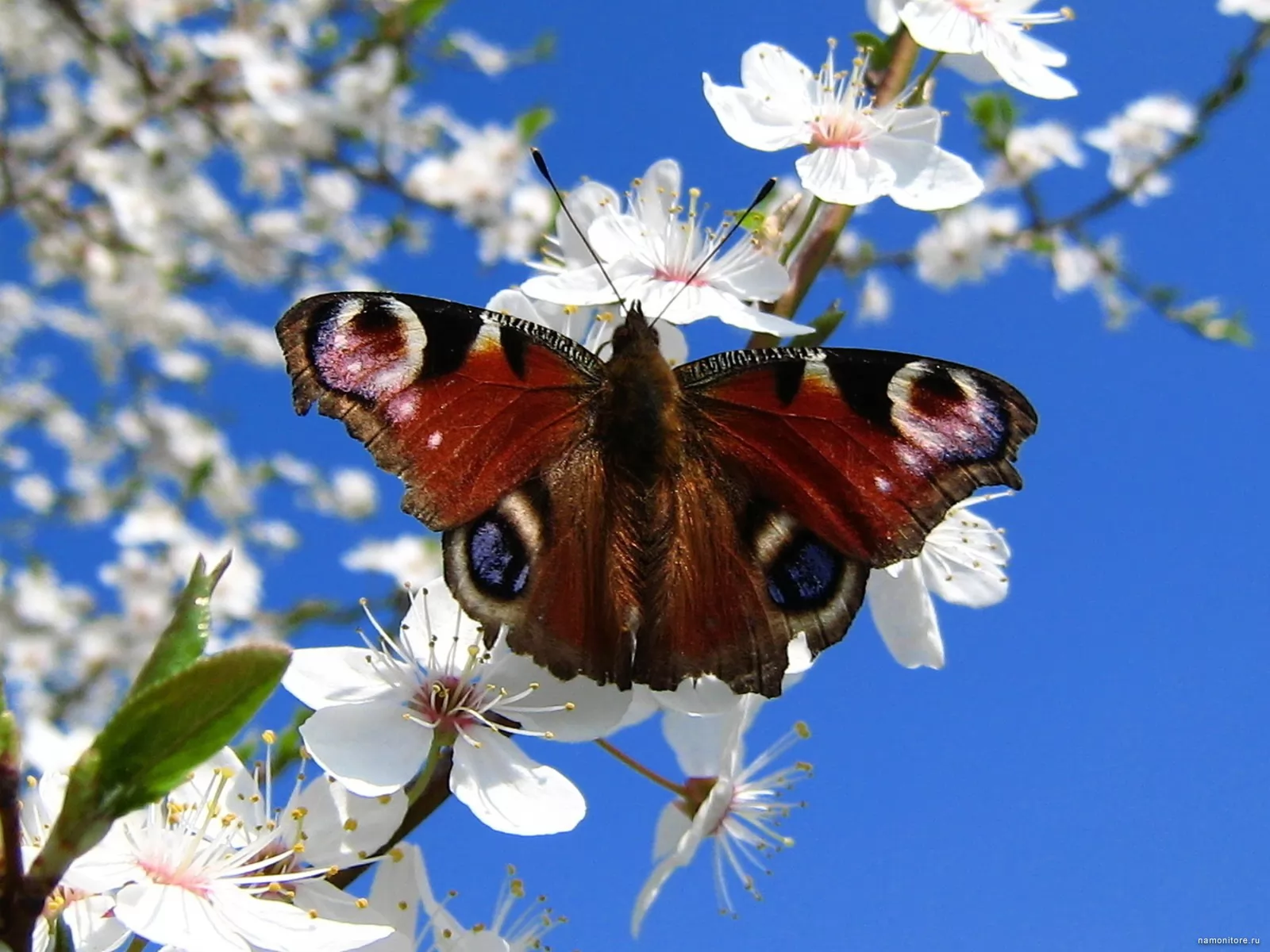 Бабочки весной картинки