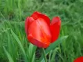 open picture: «Red tulip»