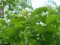open picture: «guelder-rose Leaves»