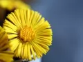 current picture: «Mother-and-stepmother (coltsfoot)»