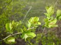 Very young green leaves on a branch, 