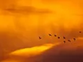 Birds of passage on a sunset