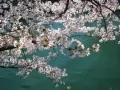 Blossoming Oriental cherry