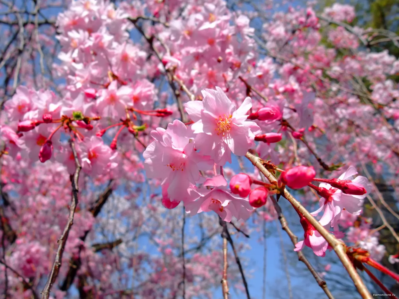 Цветы апреля картинки. Цветущие деревья. Цветущие деревья в апреле.
