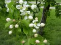 Apple-tree blossoms