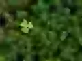 a clover Leaf on cactuses