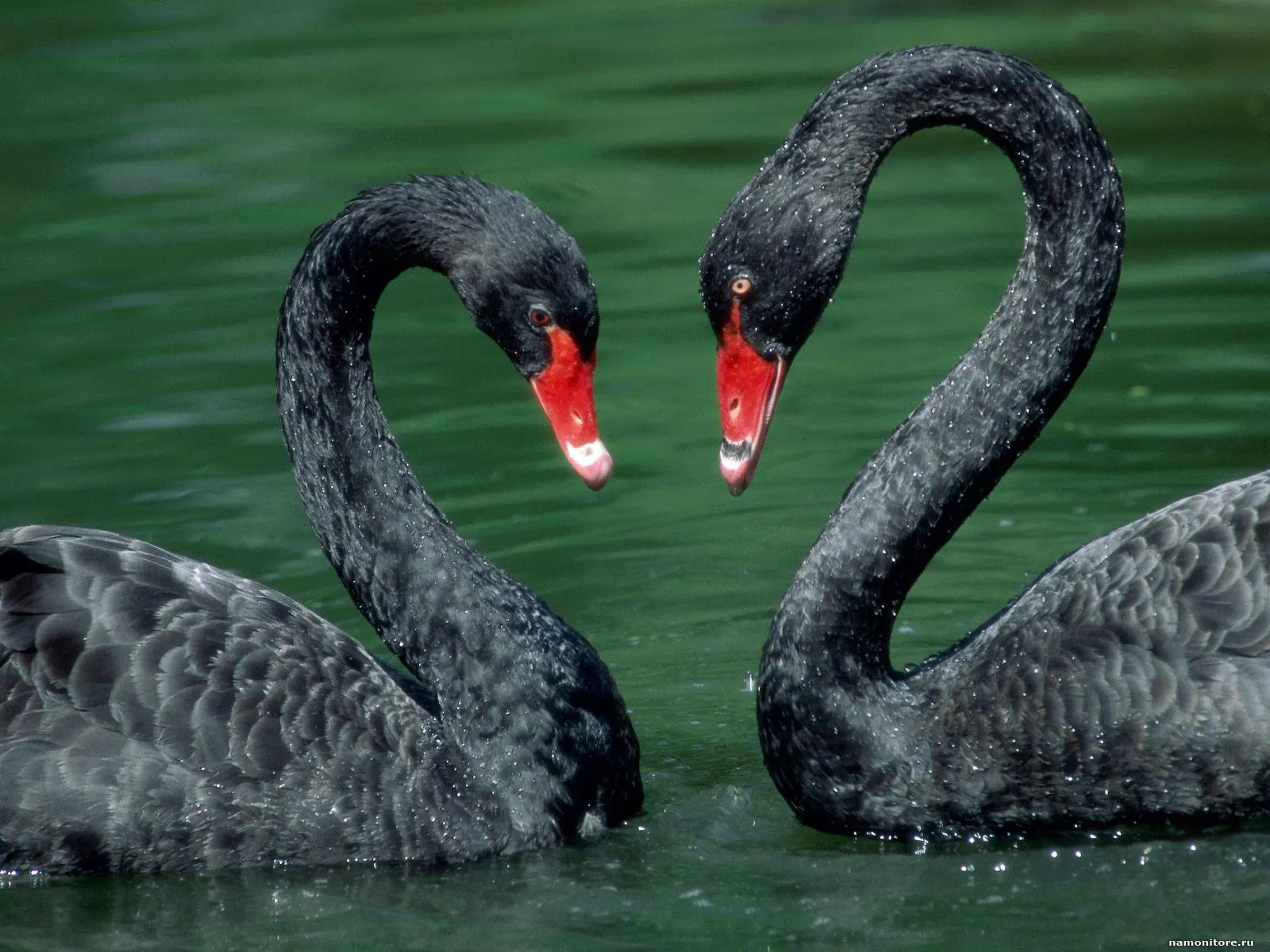Swans, birds, day of sacred Valentine, holidays, love, swans x