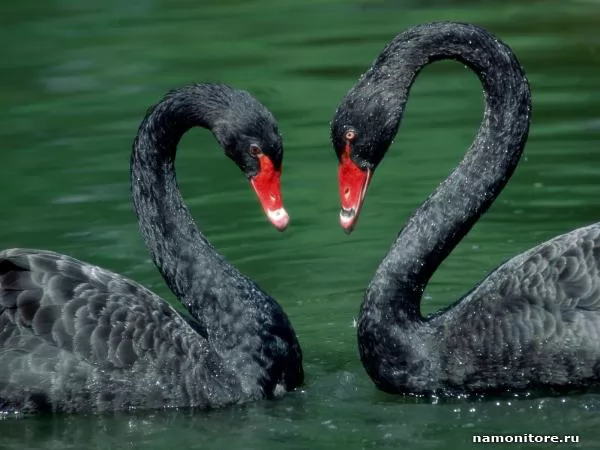 Swans, Day of St. Valentine