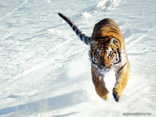 a tiger Running on snow, Tigers