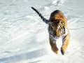 open picture: «a tiger Running on snow»