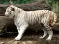 White tiger
