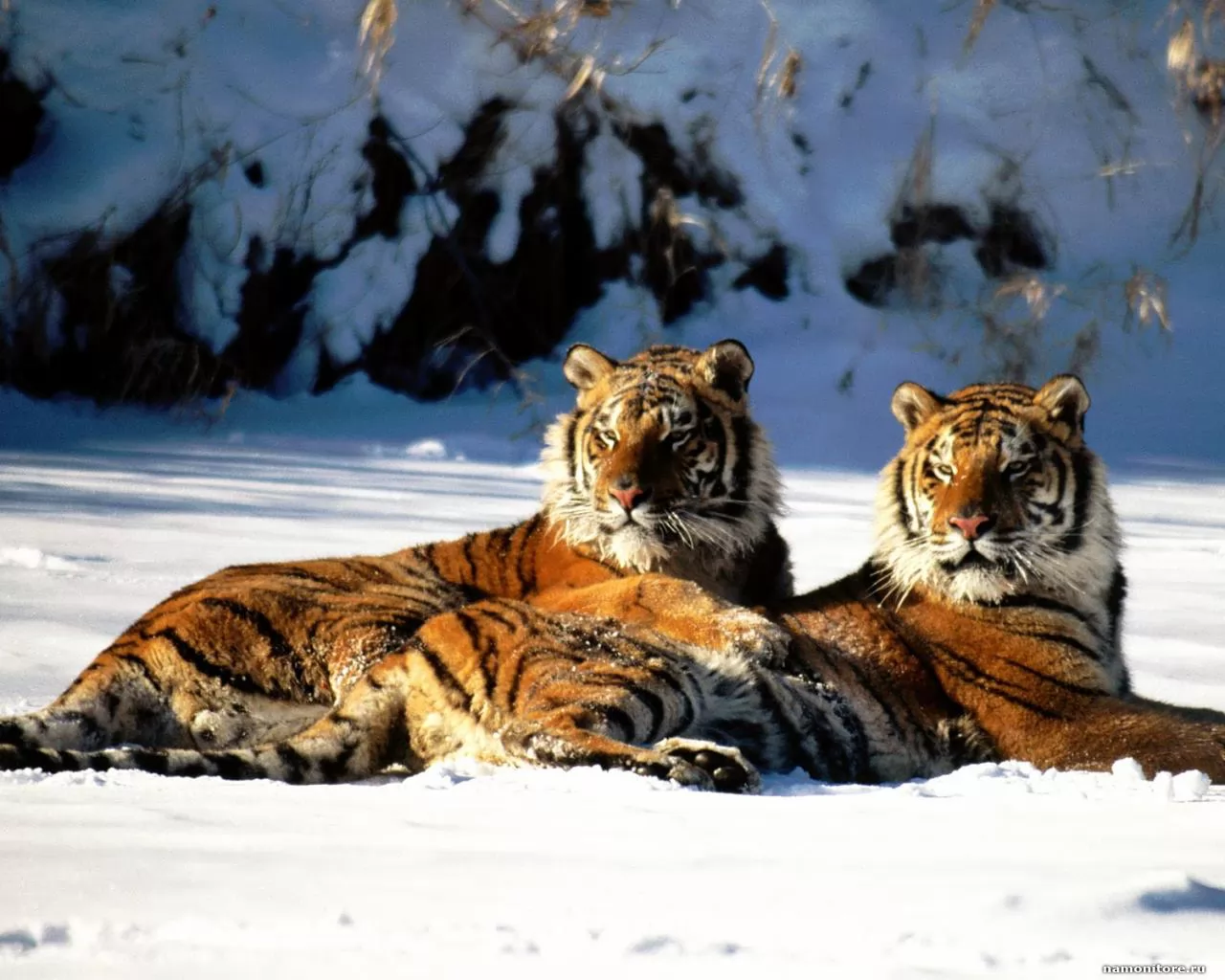 Два тигра, влюбленные пары, животные, кошки, тигры х