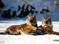 open picture: «Two tigers»