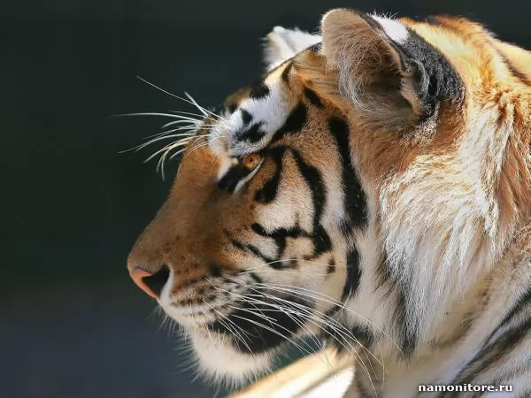 Head of a tiger close up, Tigers