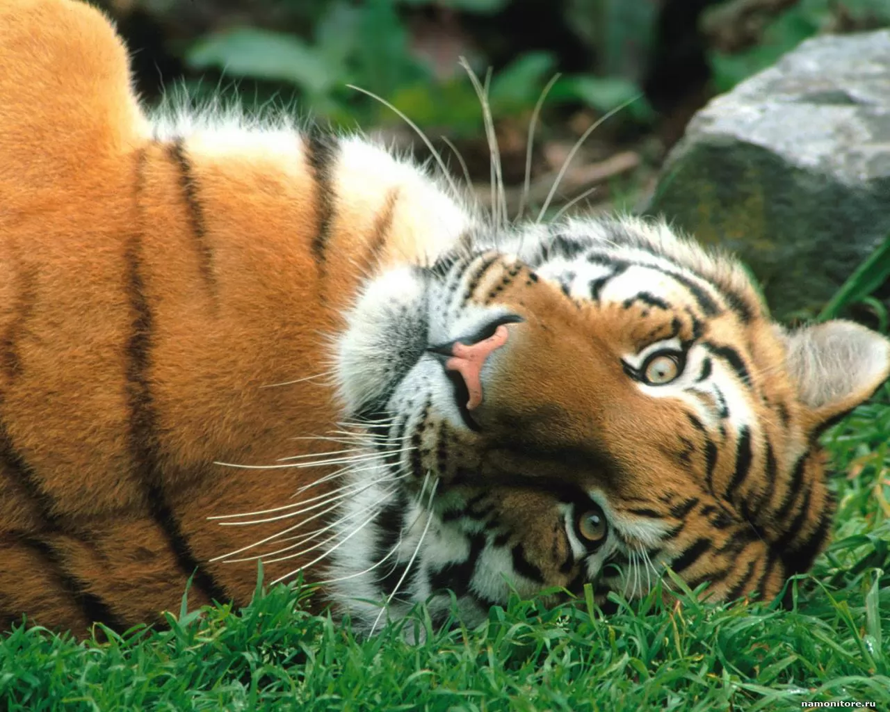 Muzzle of a tiger, animals, cats, muzzle, tigers x