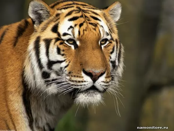 Морда тигра, Тигры