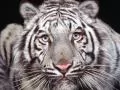 Muzzle of a tiger of an albino