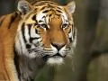 Muzzle of a tiger