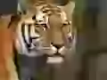 Muzzle of a tiger