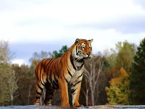 Наслаждающийся видом, Тигры