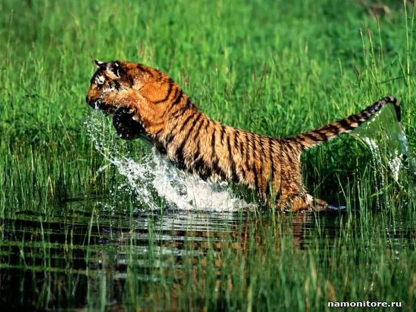 Jump in water, Tigers