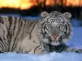 Tiger an albino