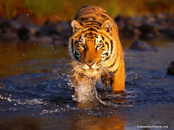 Тигр крадущийся по воде, Тигры