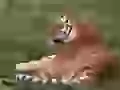 Tiger lays on the earth