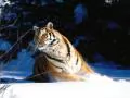 open picture: «Tiger on snow»