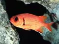 open picture: «Red small fish»