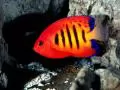 Red small fish