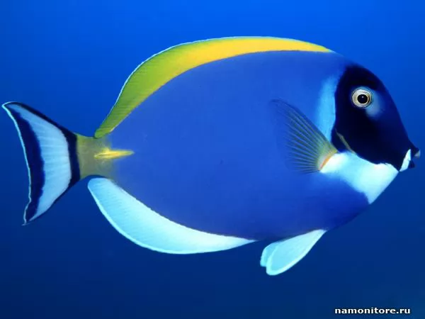 Рыбка на синем фоне, Тропические рыбы