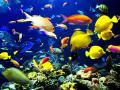 Flocks of tropical small fishes