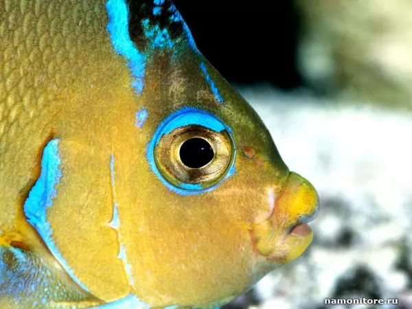 Tropical small fish, Tropical fishes