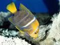 Yellow striped small fish