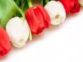 White and red tulips