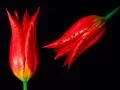 open picture: «Two red tulips»