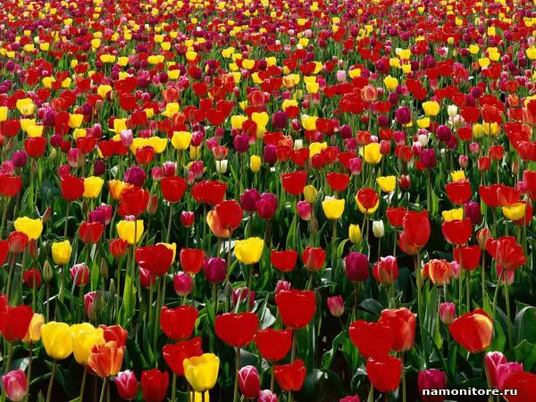 Meadow of red and yellow tulips, Tulips