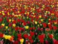 Meadow of red and yellow tulips