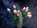 open picture: «Pink tulips on a dark blue background»