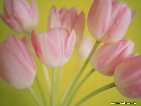 Pink tulips on a yellow background, Tulips