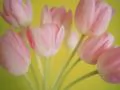 open picture: «Pink tulips on a yellow background»