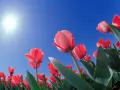 Sun over red tulips