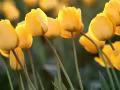 open picture: «Yellow tulips»