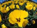 open picture: «Yellow tulips»