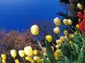 Golden tulips against the sky