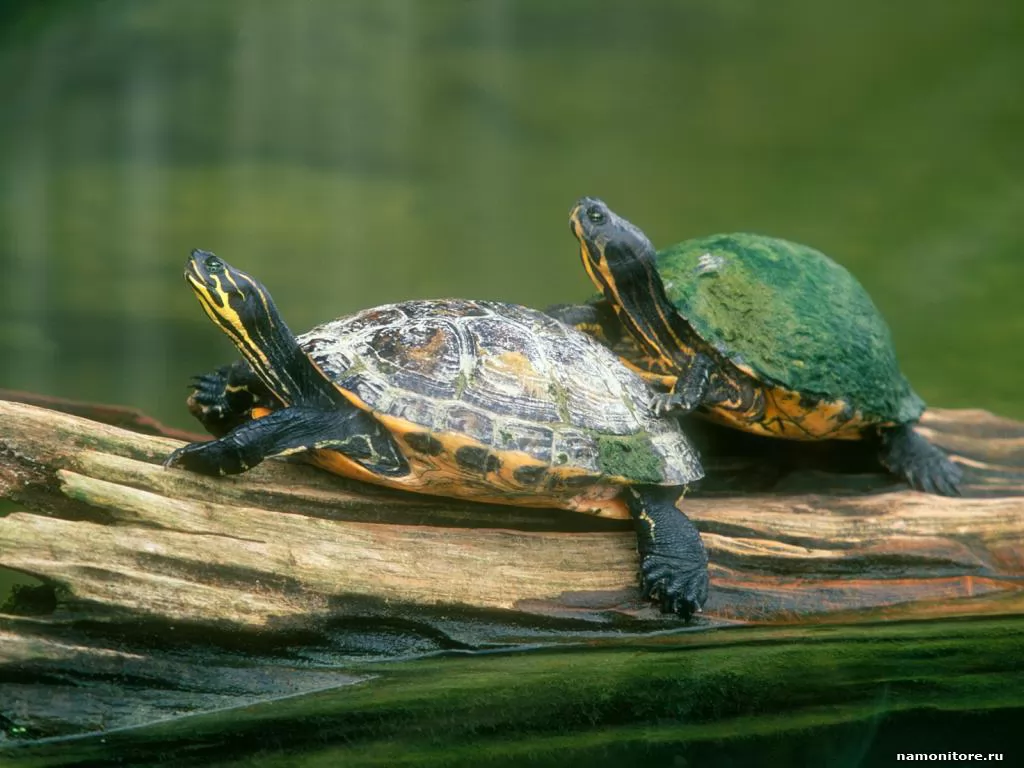 Two turtles on a log, enamoured, green, turtles x